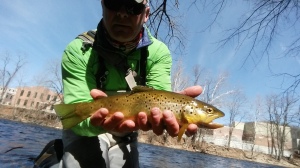 A nice brown outside the TMA